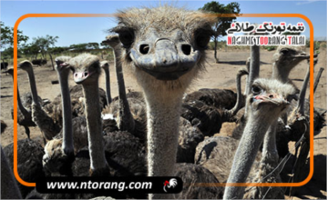 واکسن های مورد نیاز شترمرغ؛ معرفی و بررسی ویژگی های هرکدام